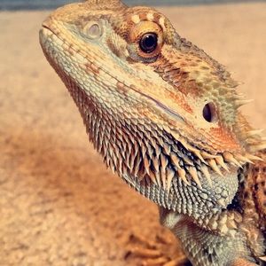 Meet your Posher, Grace